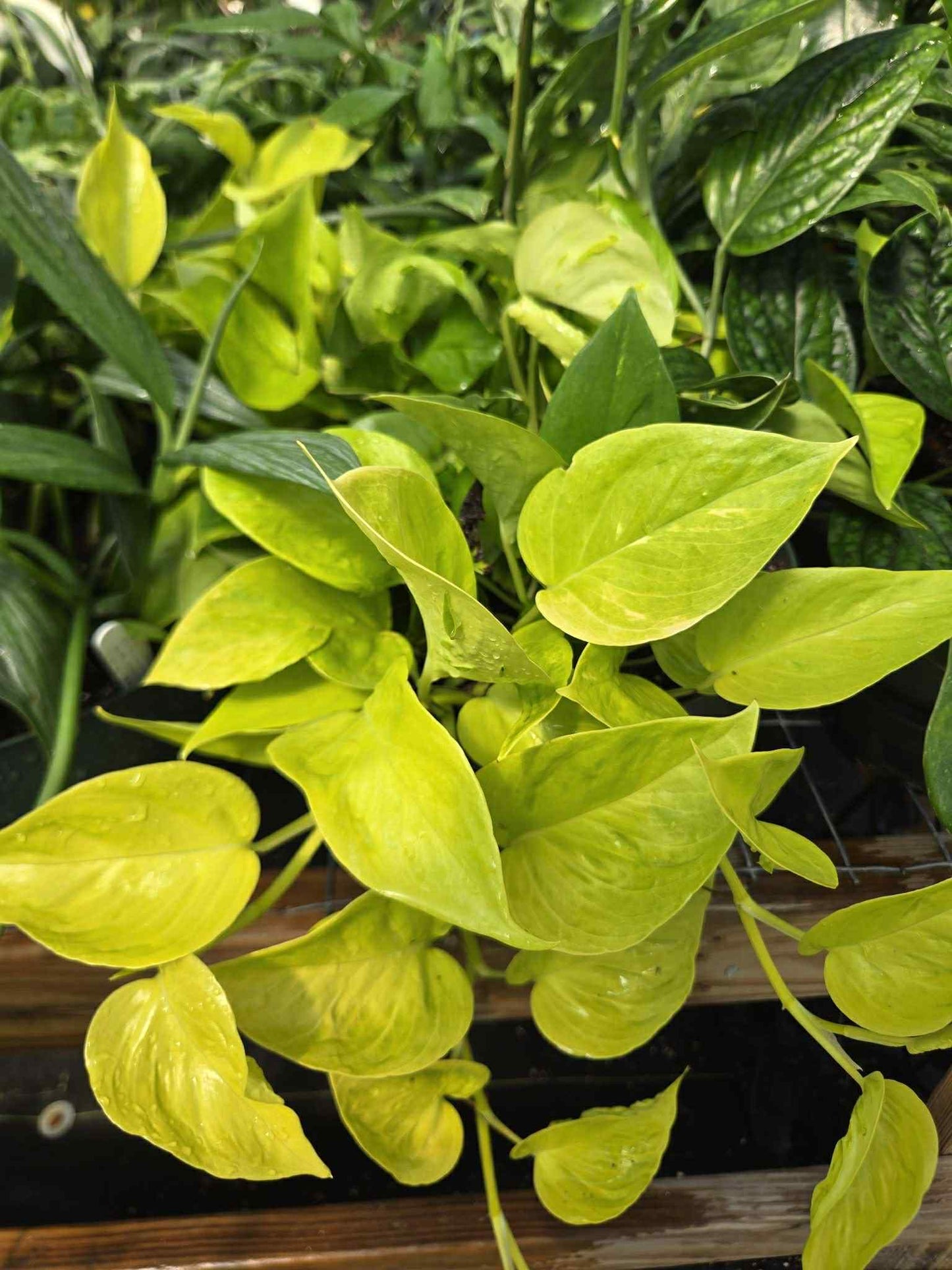 Epipremnum aureum --Champs-Élysées Pothos--