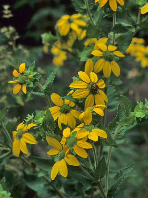 Berlandiera texana --Texas Greeneyes--