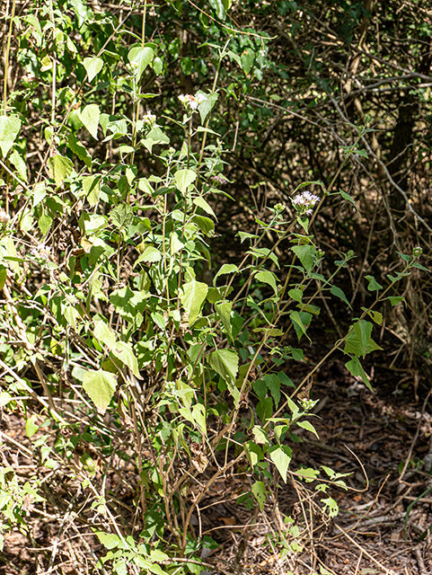 Tamaulipa azurea --Tamaulipan Blue Mistflower--