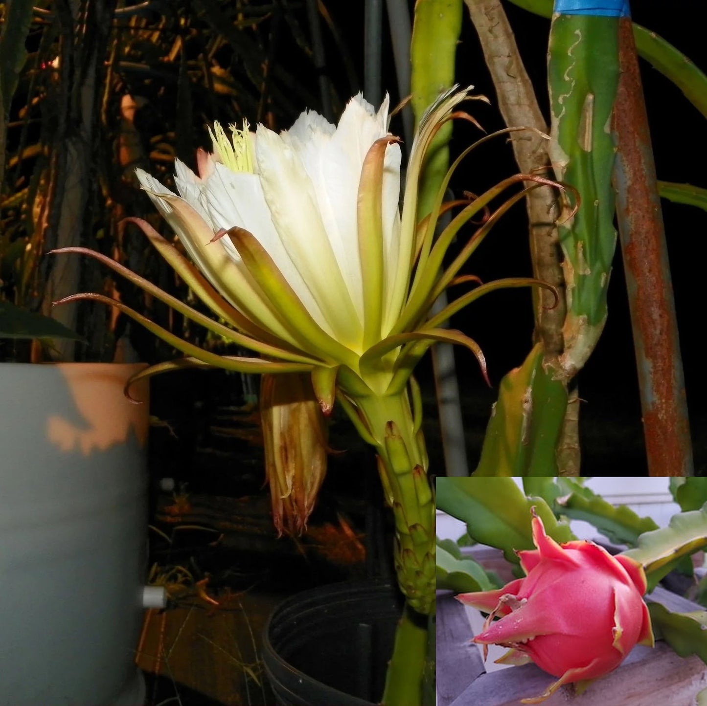 DRAGON FRUIT 'Sugar Dragon' --Hylocereus guatemalensis hybrid--