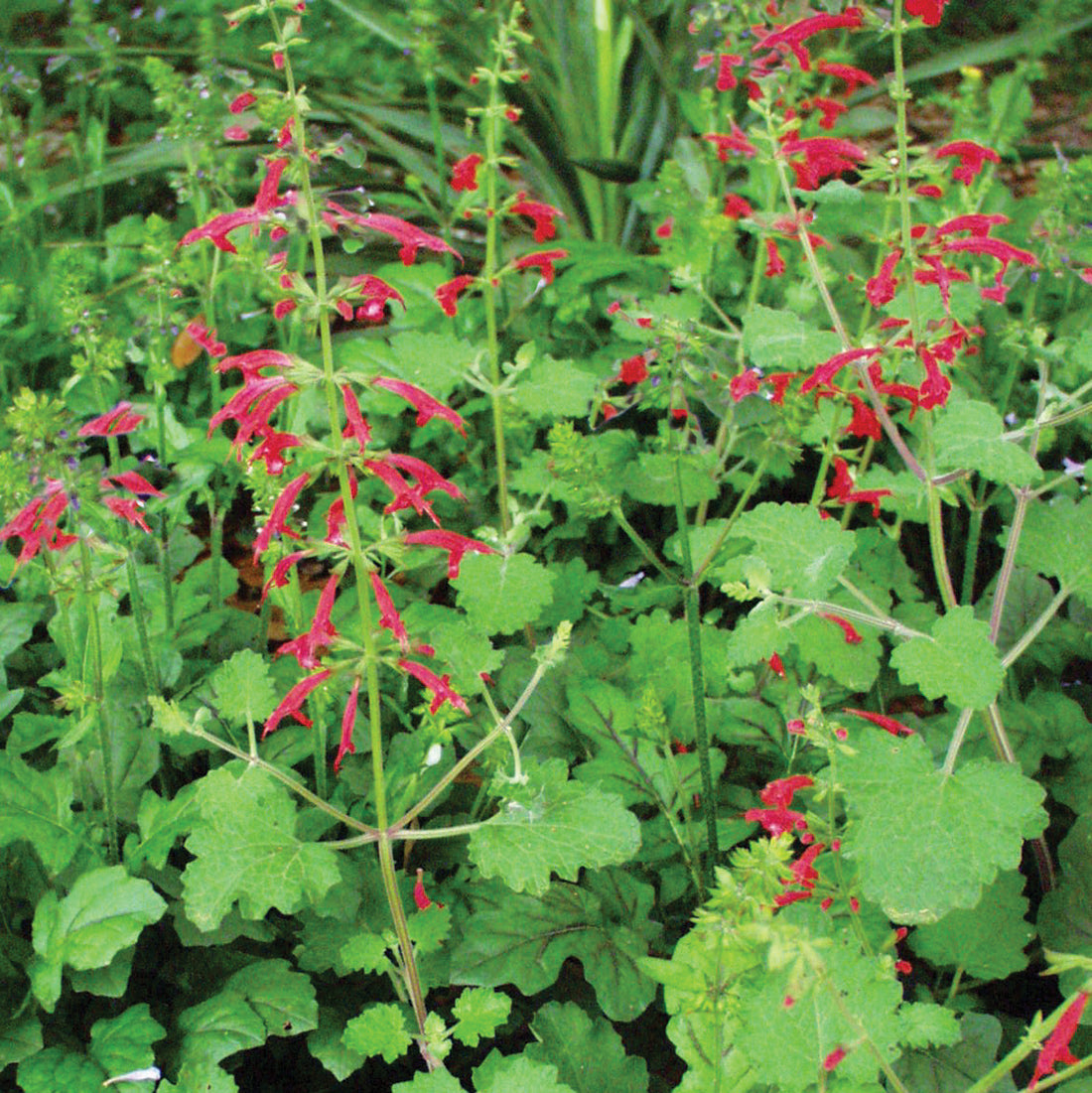 Salvia roemeriana --Cedar Sage--