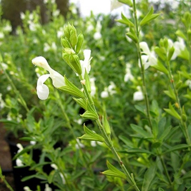 Salvia greggii --White Autumn Sage--