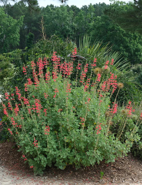 Salvia darcyi --Darcy's Mexican Sage--