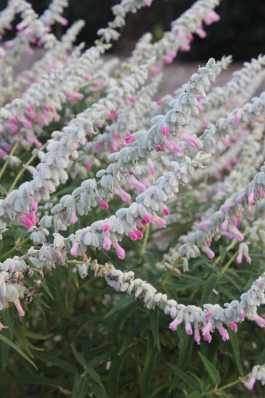 Salvia leucantha 'Danielle's Dream' --Mexican Bush Pink Sage--