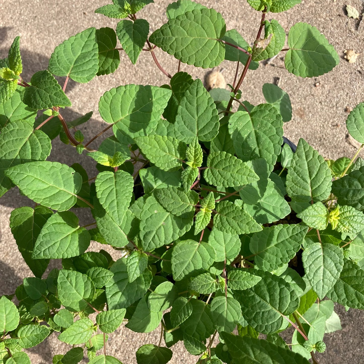 Salvia holwayi --Holway's Sage--