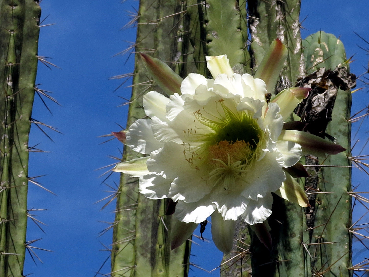 Trichocereus peruvianus --Peruvian Torch Cactus--