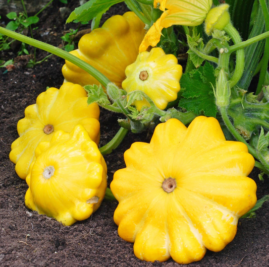 SQUASH 'Yellow Bush Scallop'