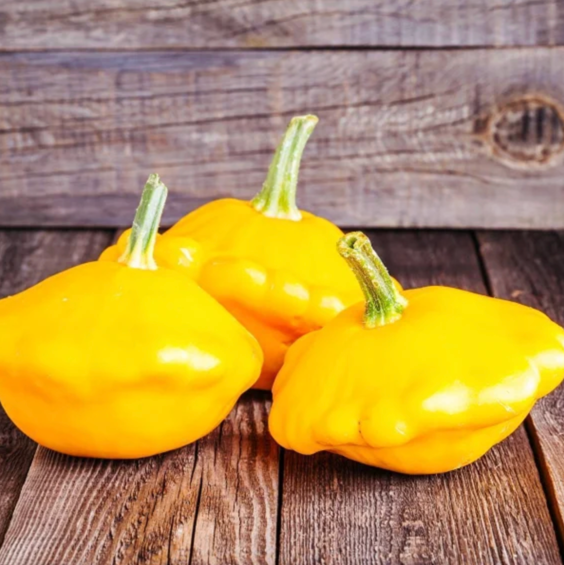 SQUASH 'Yellow Bush Scallop'