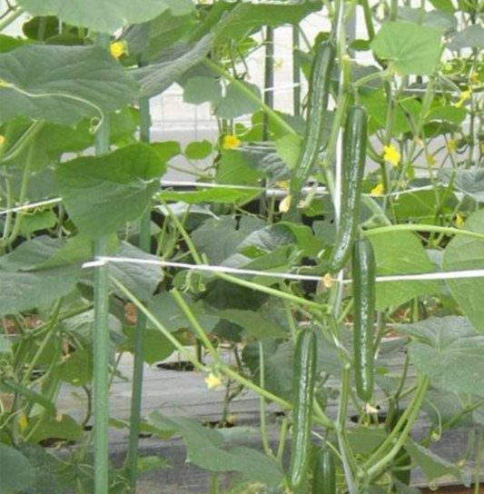CUCUMBER 'Japanese Progress'