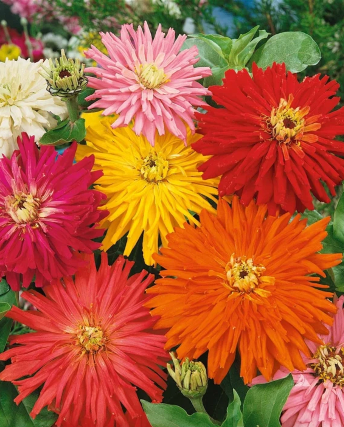 ZINNIA 'Cactus Bright Mix'