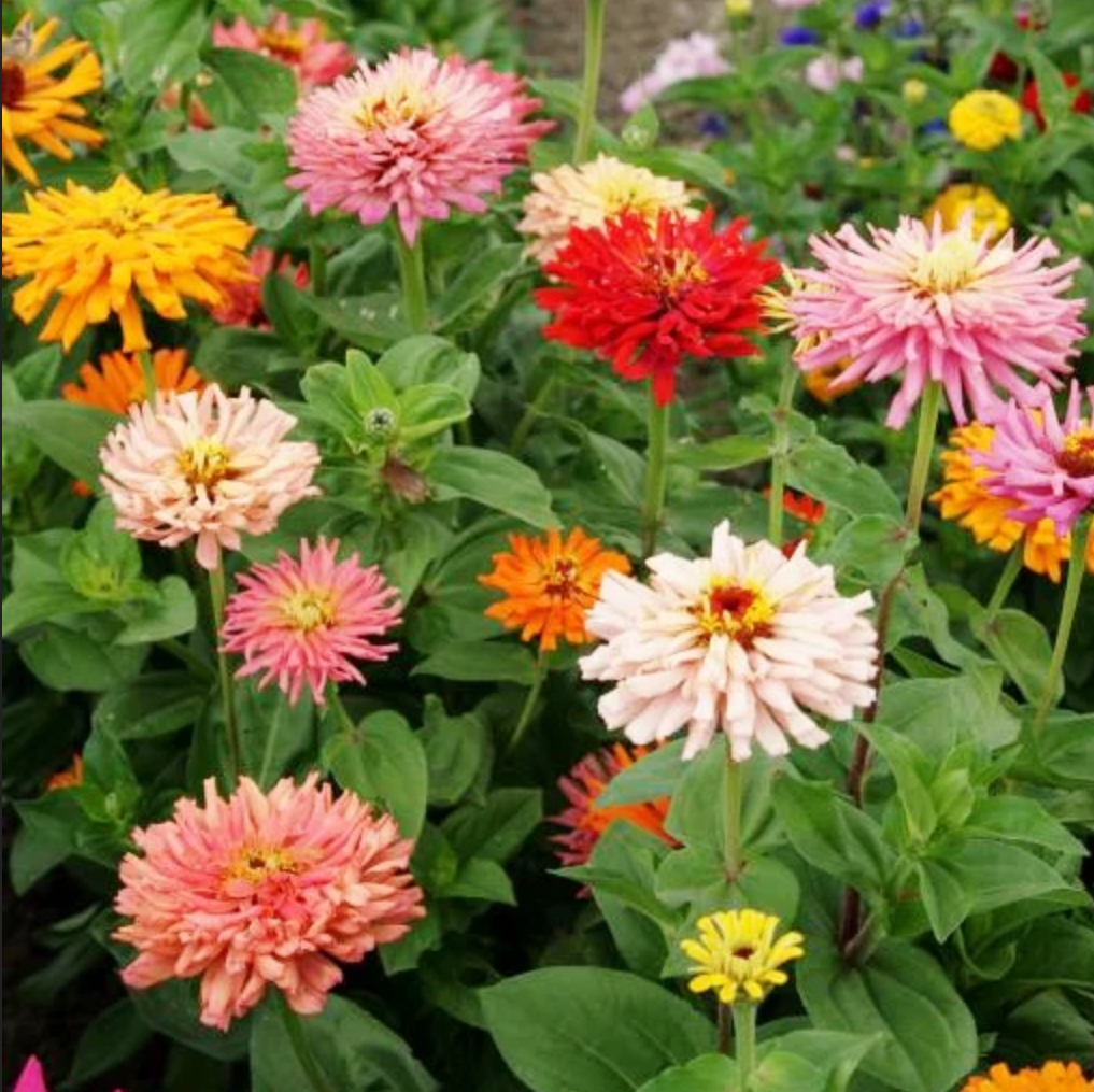 ZINNIA 'Cactus Bright Mix'