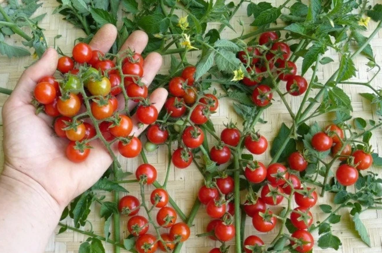 TOMATO 'Matt's Wild'
