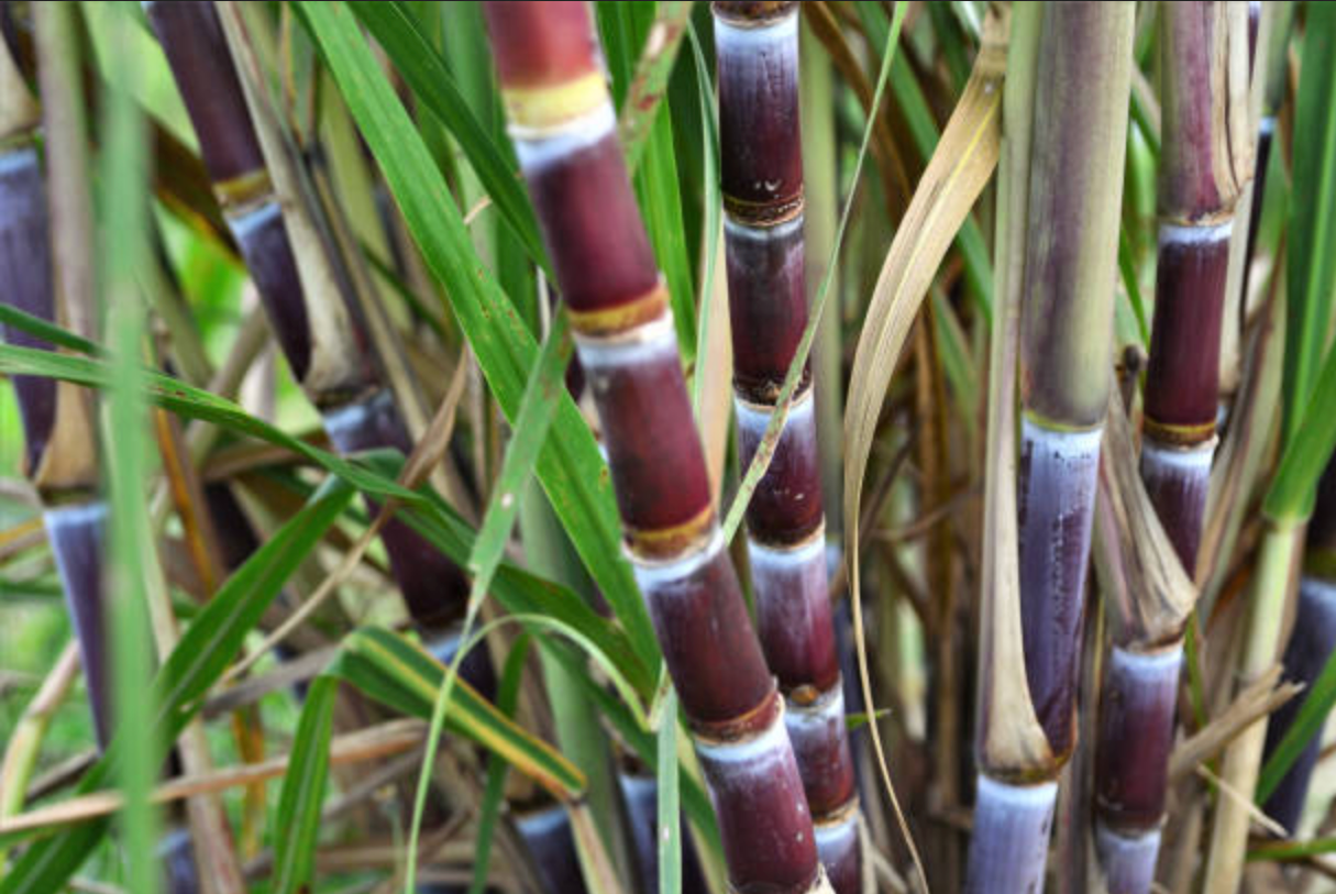 SUGAR CANE --Saccharum officinarum-- - Lone Star Plants – Lone SUGAR CANE --Saccharum officinarum-- - Lone Star Plants – Lone