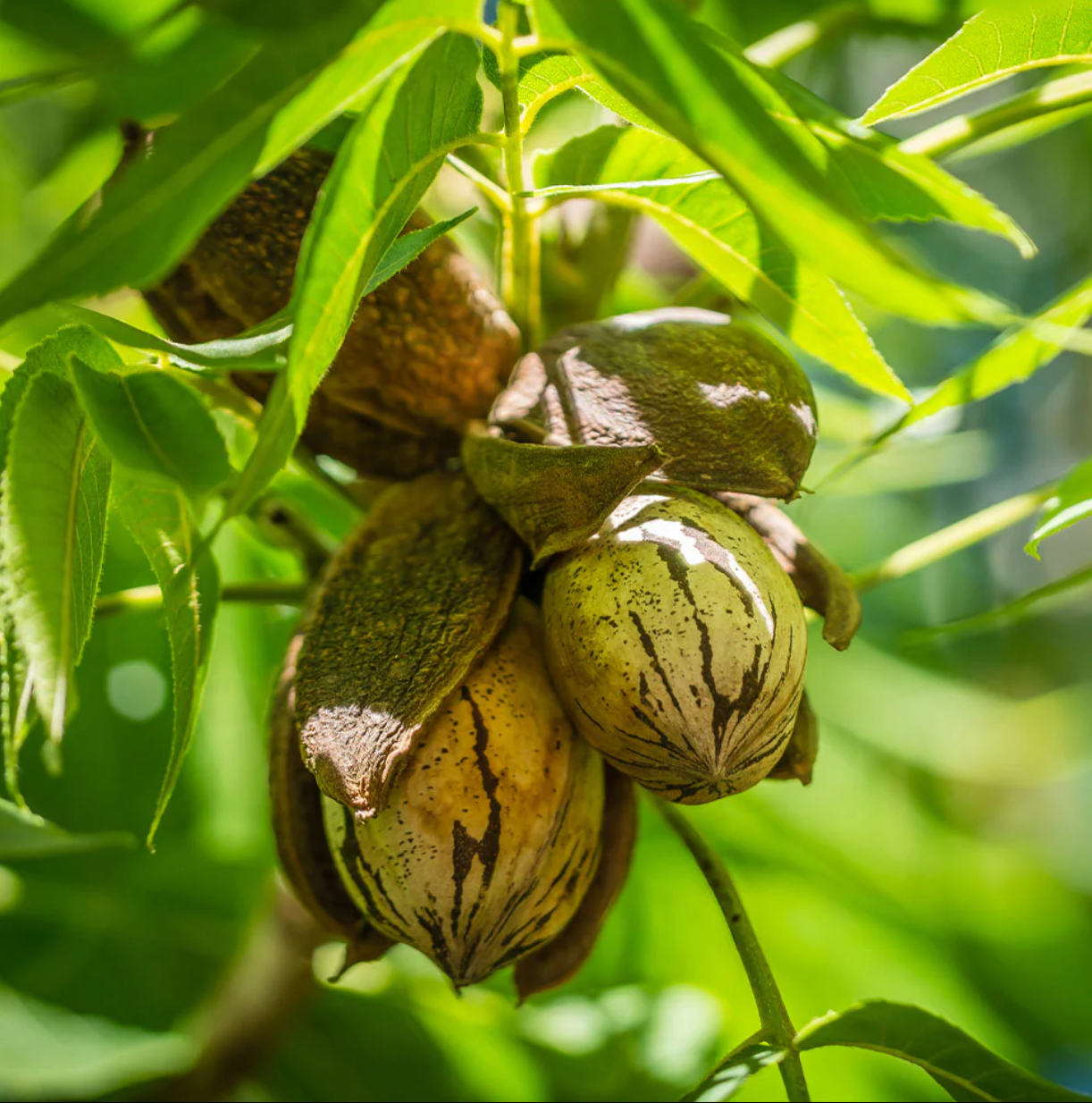 PECAN 'Pawnee' --Carya illinoinensis--