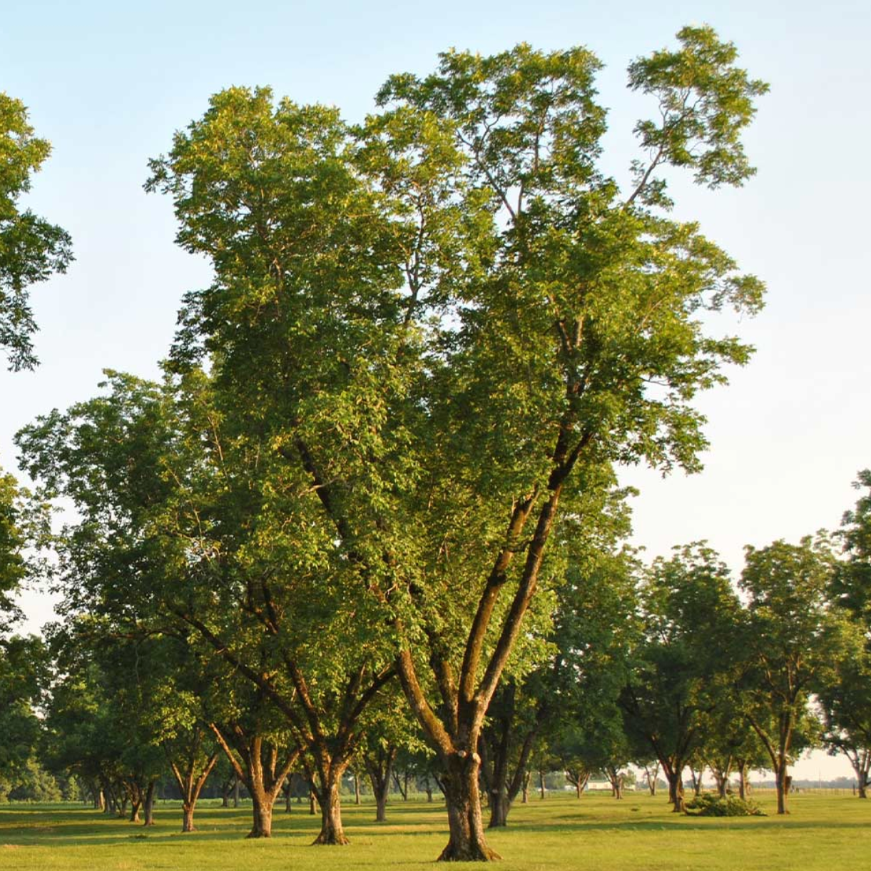 PECAN 'Pawnee' --Carya illinoinensis--