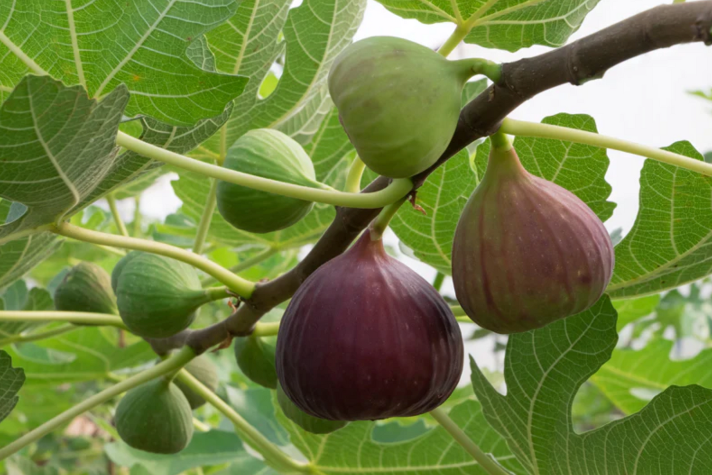 FIG 'Texas Ever-Bearing' --Ficus carica--