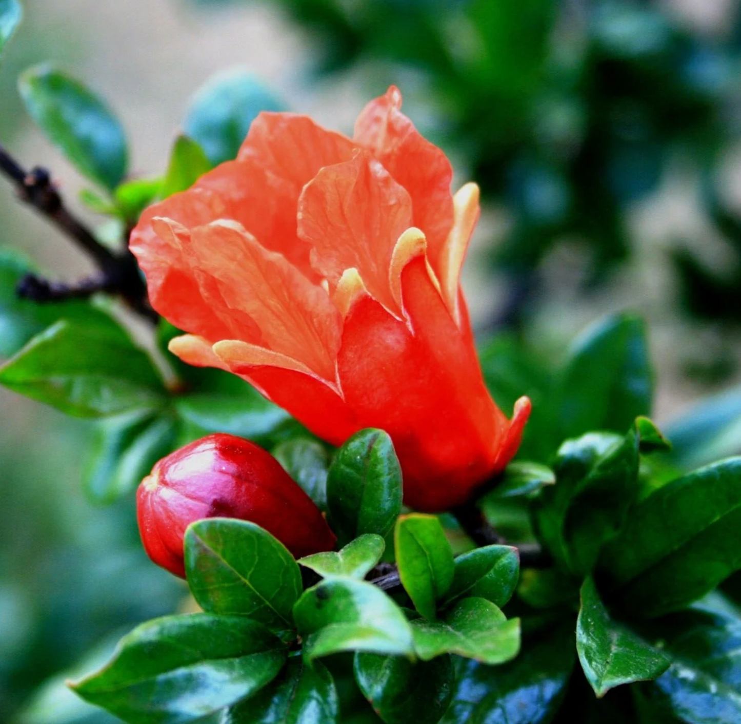 POMEGRANATE 'Eversweet' --Punica granatum--