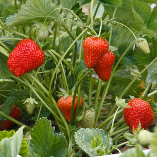 STRAWBERRY 'Allstar' --Fragaria x ananassa--