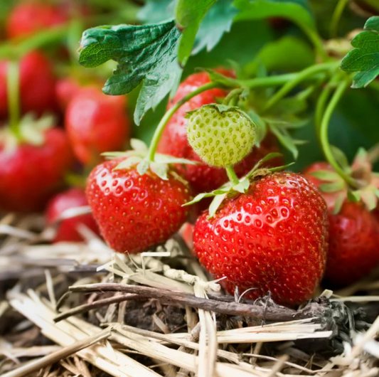 STRAWBERRY 'Chandler Junebearing' --Fragaria x ananassa--