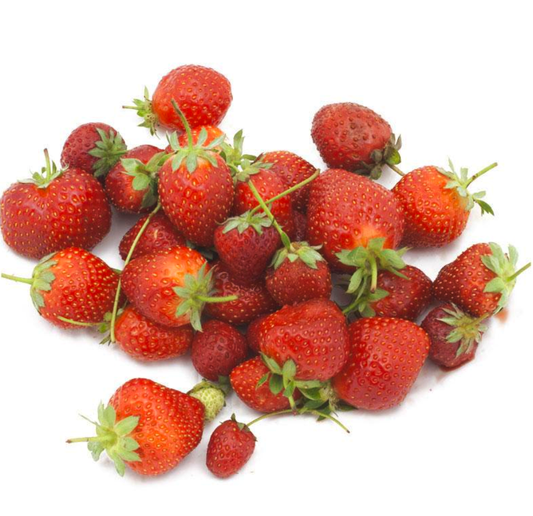 STRAWBERRY 'Sequoia' --Fragaria x ananassa--