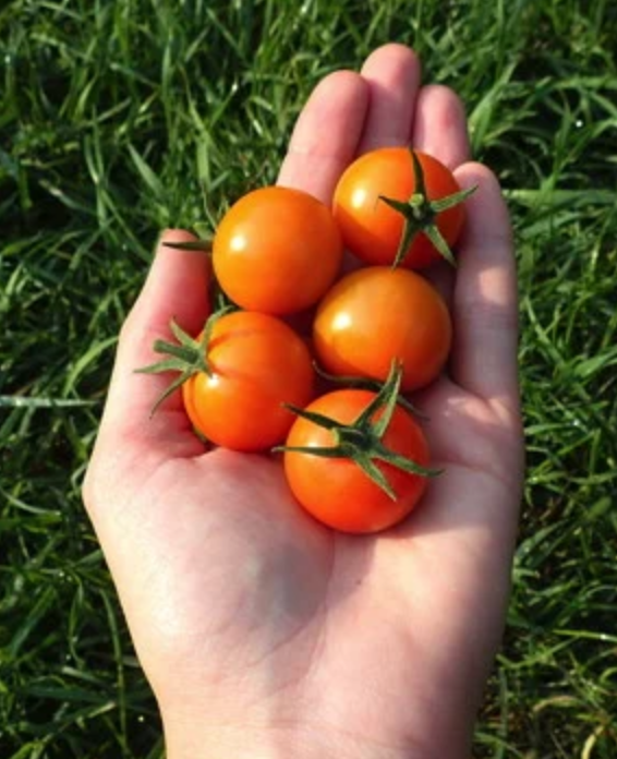 TOMATO 'Sungold'