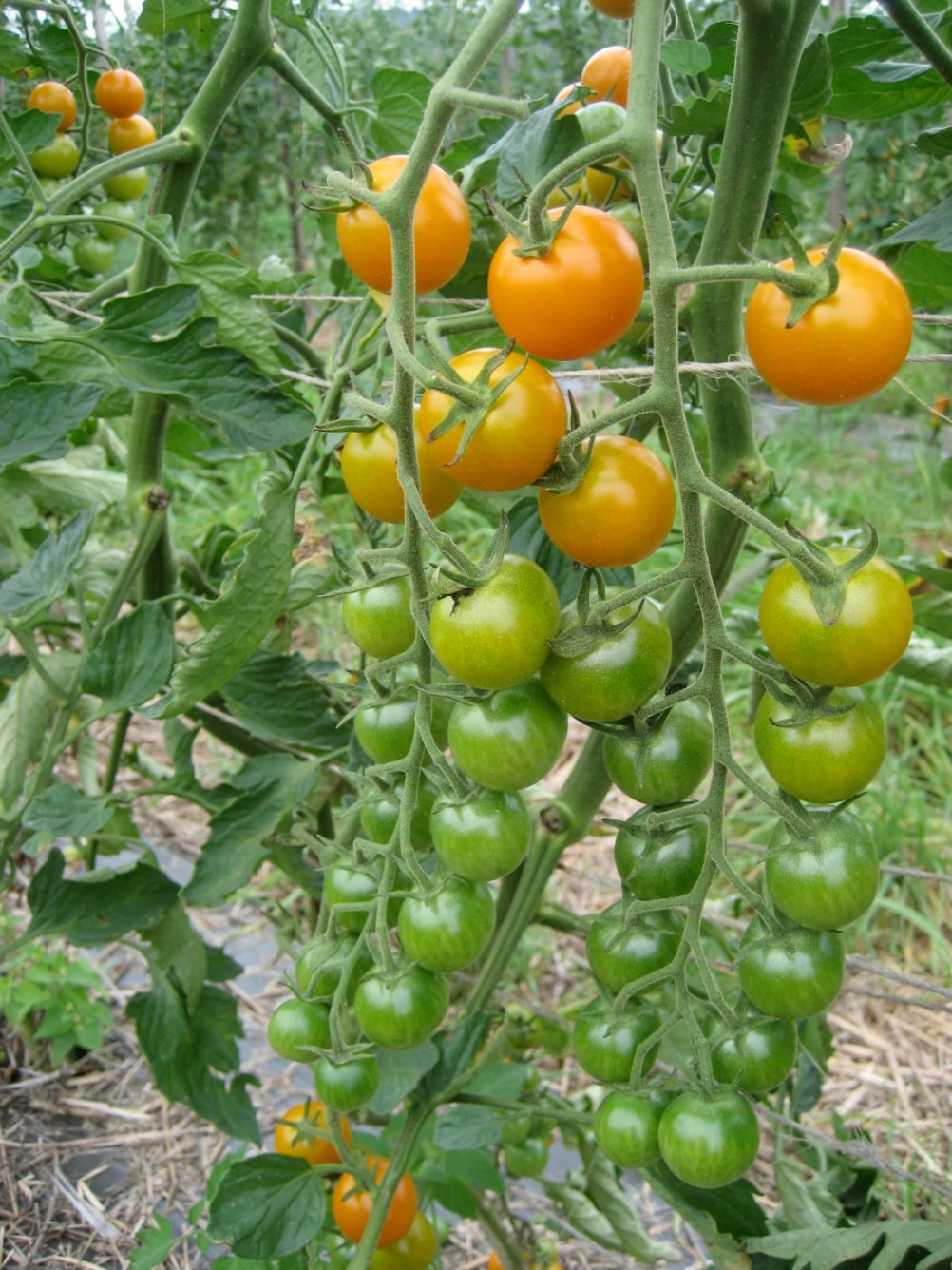 TOMATO 'Sungold'