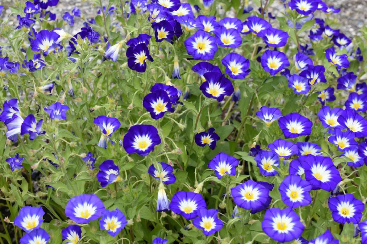MORNING GLORY 'Royal Ensign' --Convolvulus tricolor--