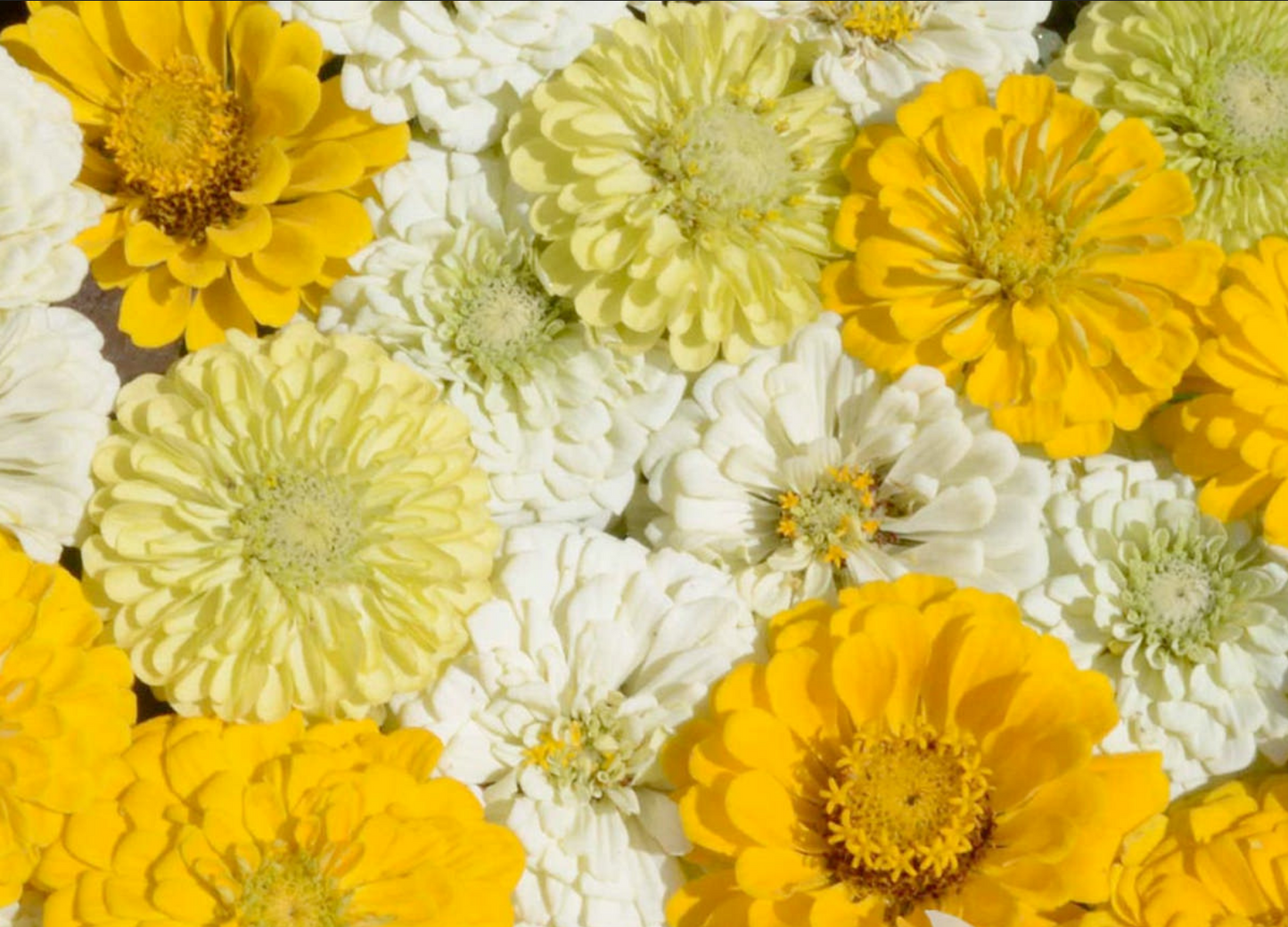 ZINNIA 'Lemon Meringue Mix'