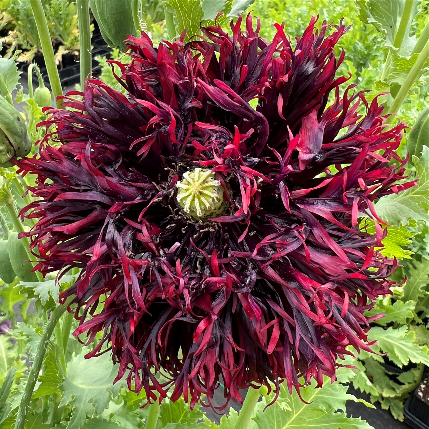 POPPY 'Black Swan'