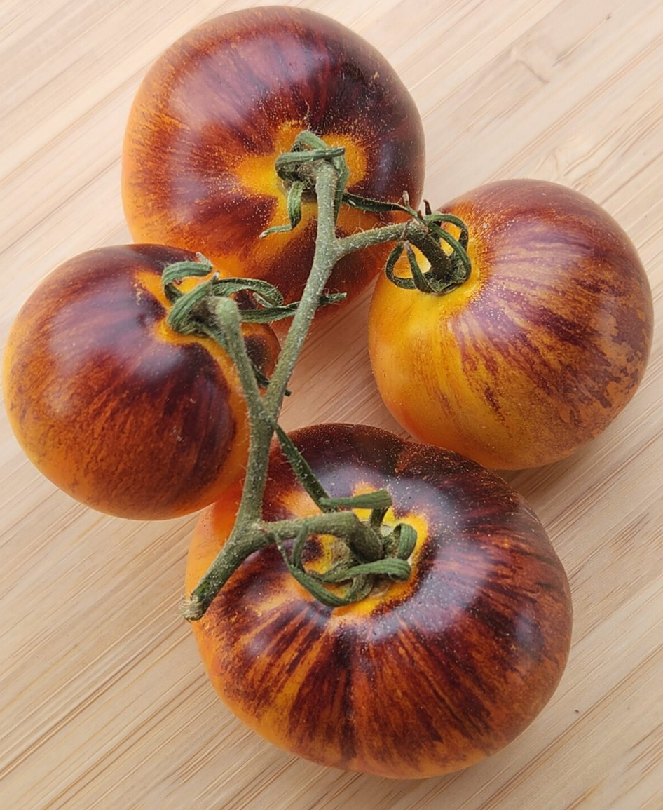 TOMATO 'Cosmic Burst'