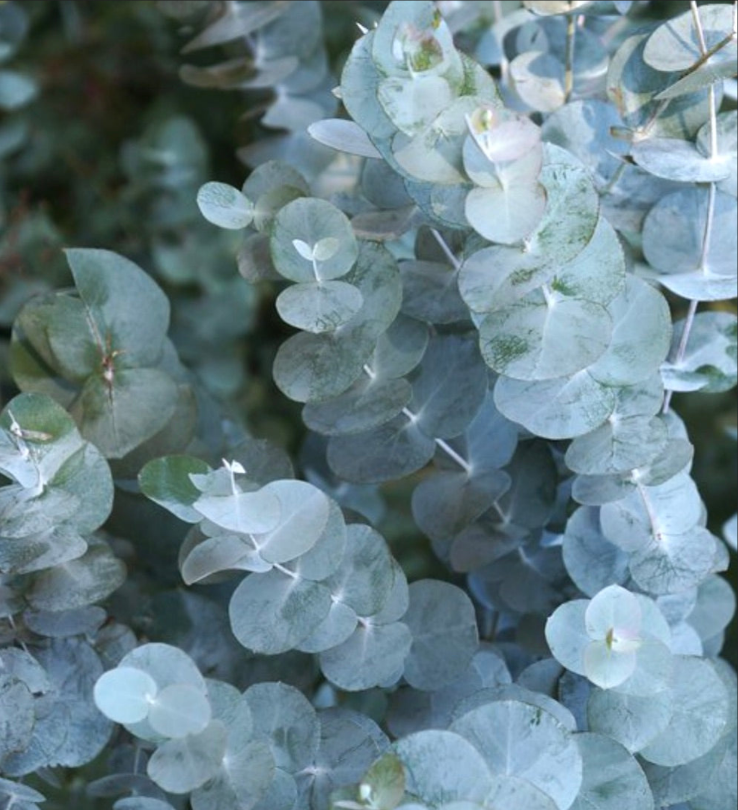 EUCALYPTUS 'Silver Dollar' --Eucalyptus cinerea--