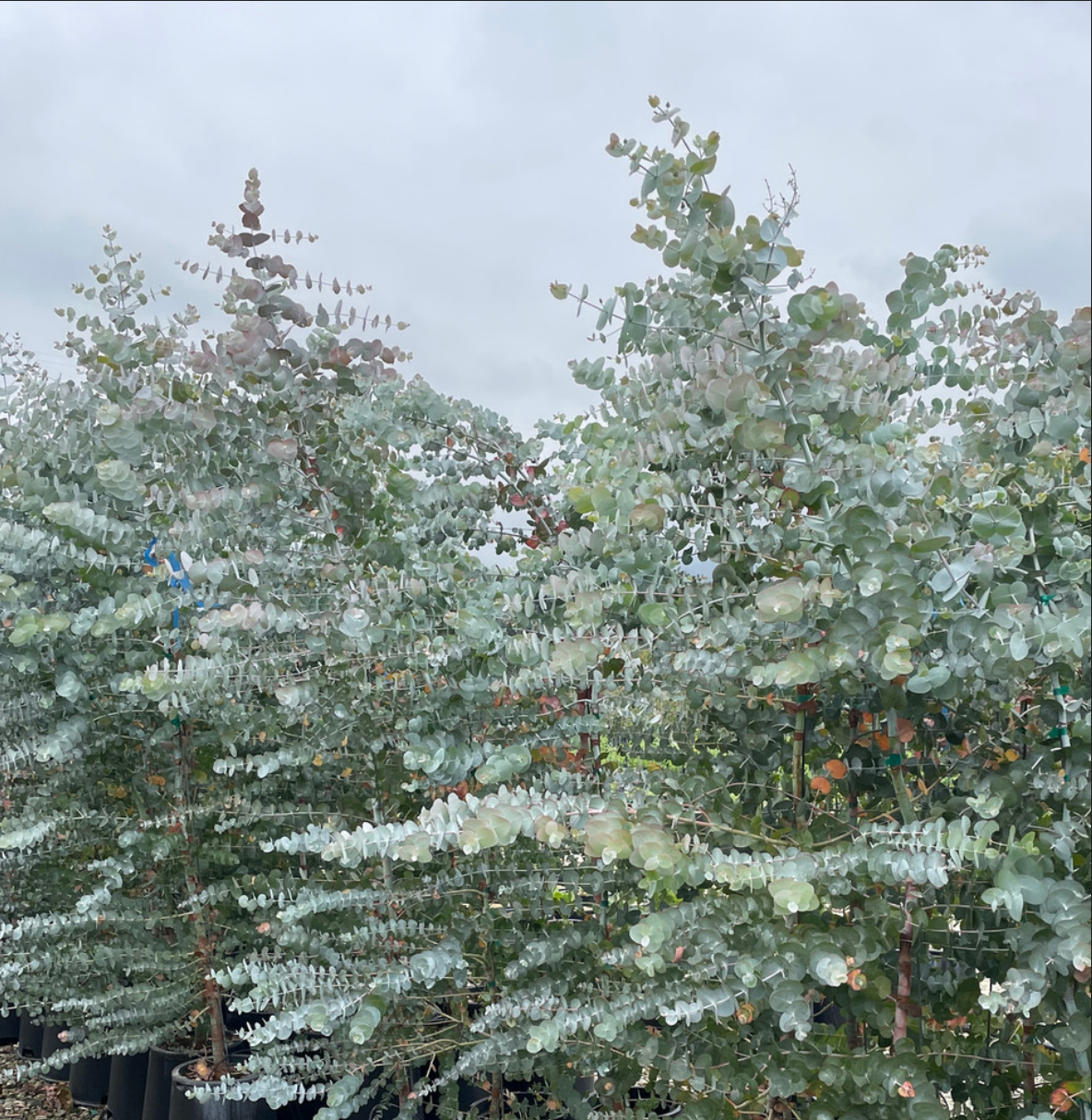 EUCALYPTUS 'Silver Dollar' --Eucalyptus cinerea--