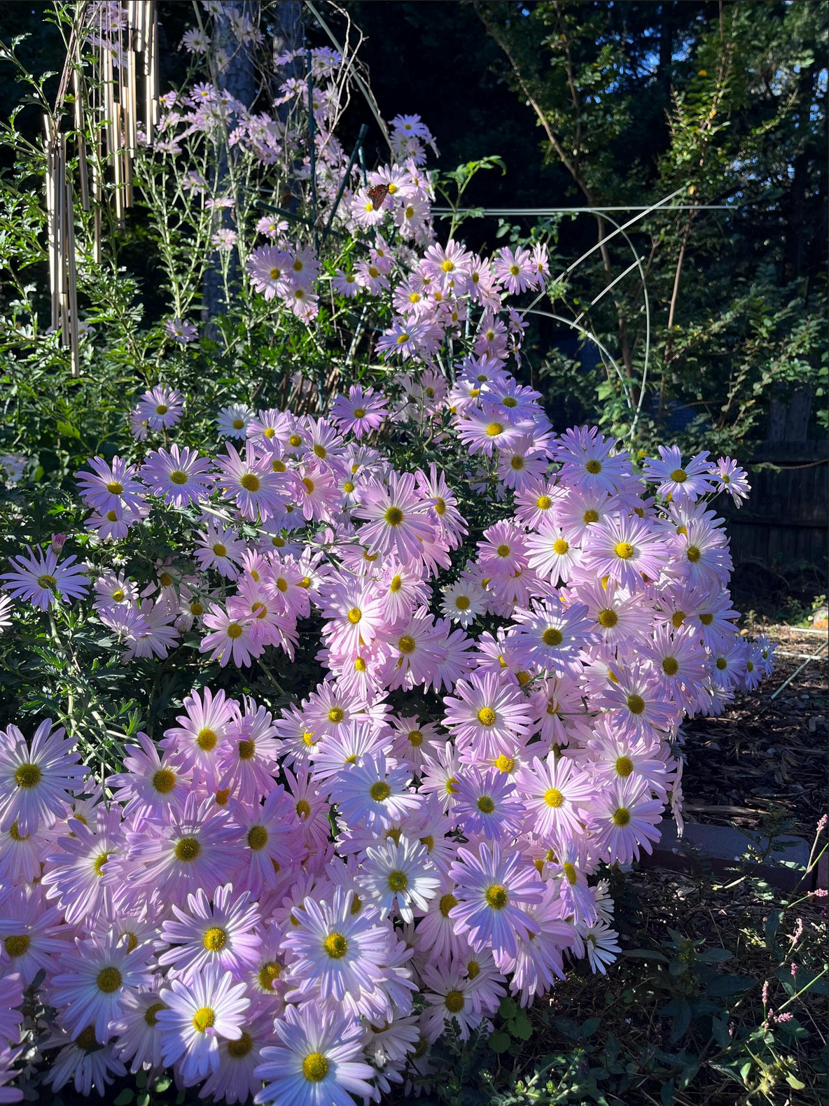 Dendranthema zawadskii --Country Girl Chrysanthemum--