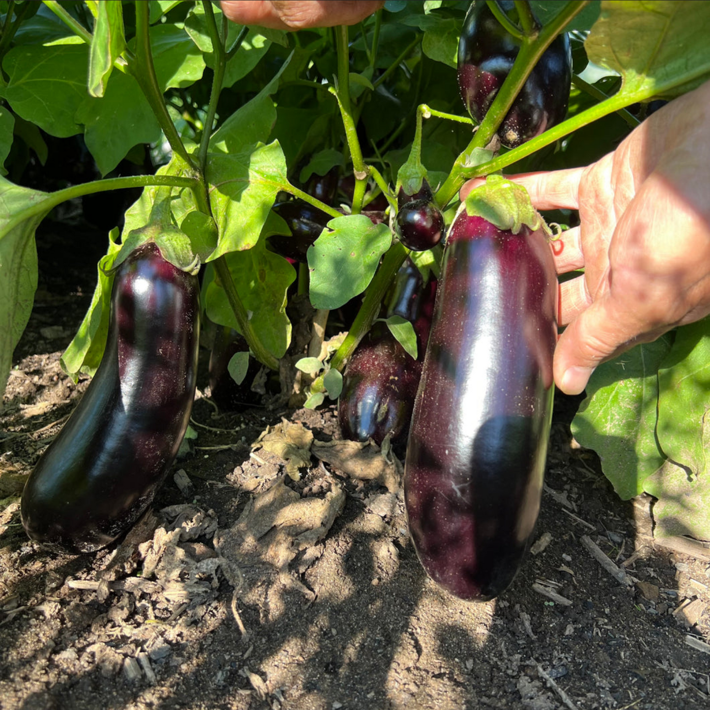 EGGPLANT 'Diamond'