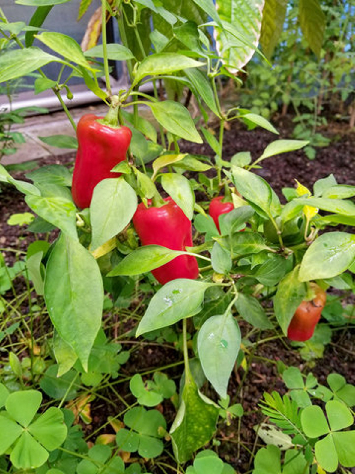 PEPPER 'Apple Sweet'