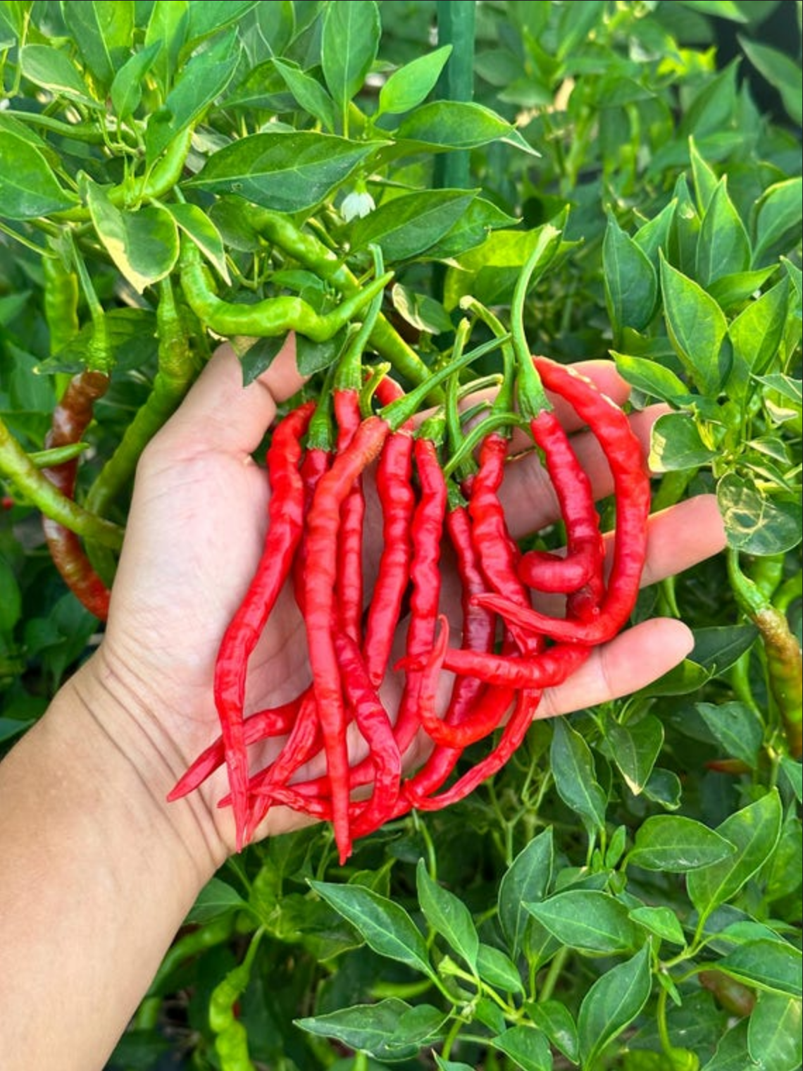 PEPPER 'Himo Togarashi'