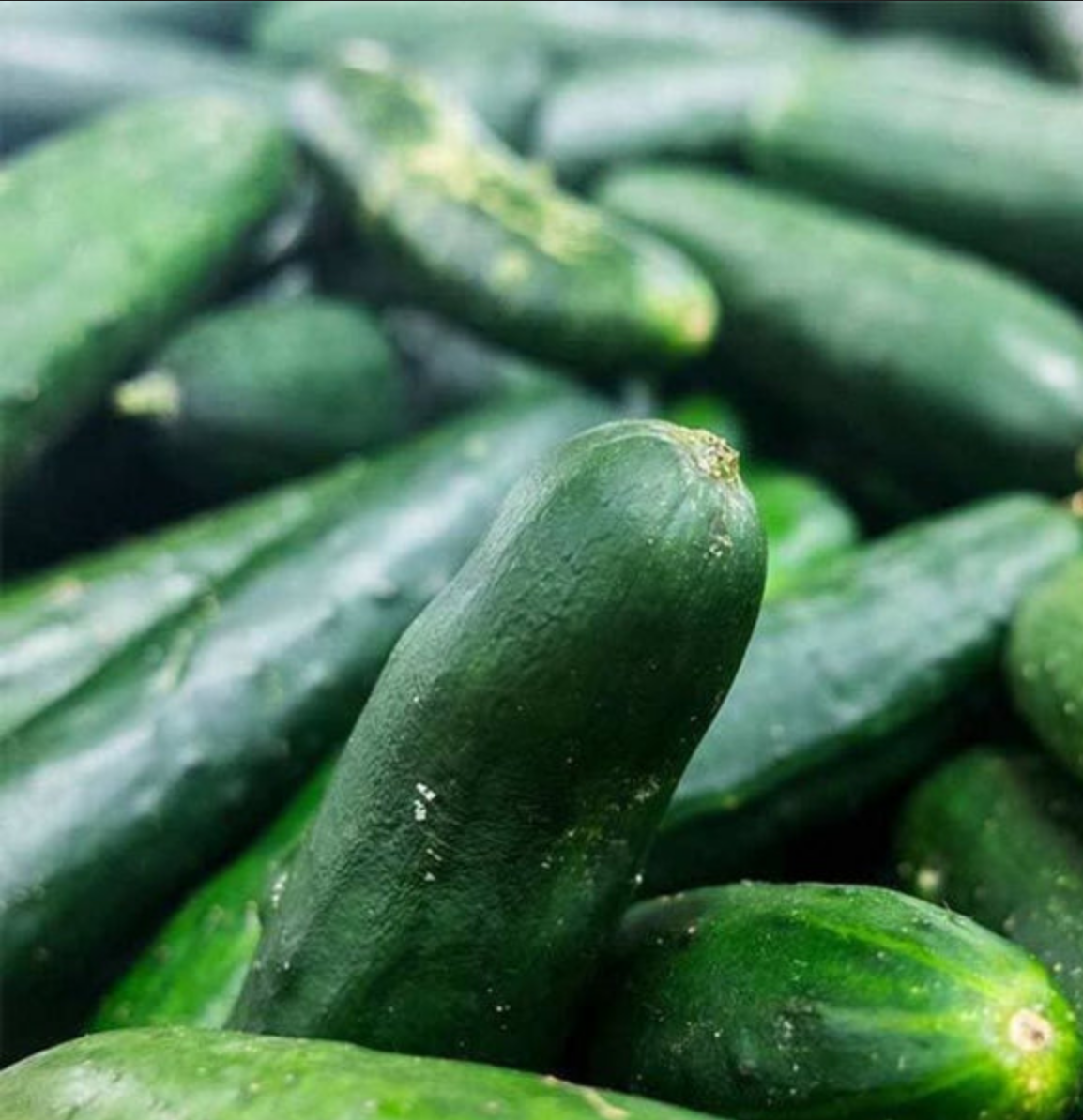 CUCUMBER 'Bush Crop'