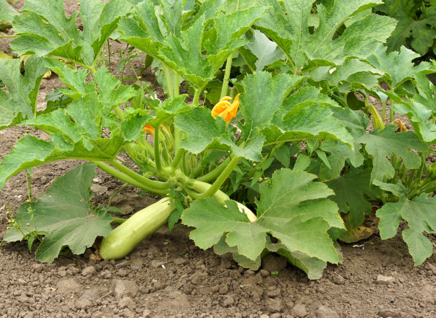 SQUASH 'Trieste White Zucchini'