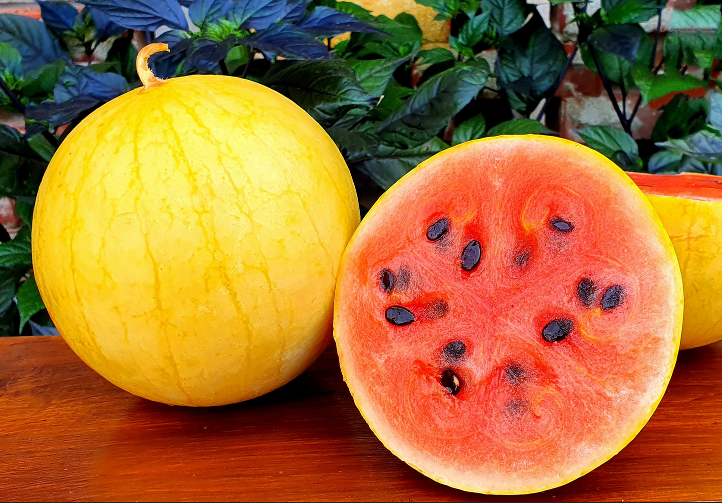 MELON 'Golden Midget Watermelon'