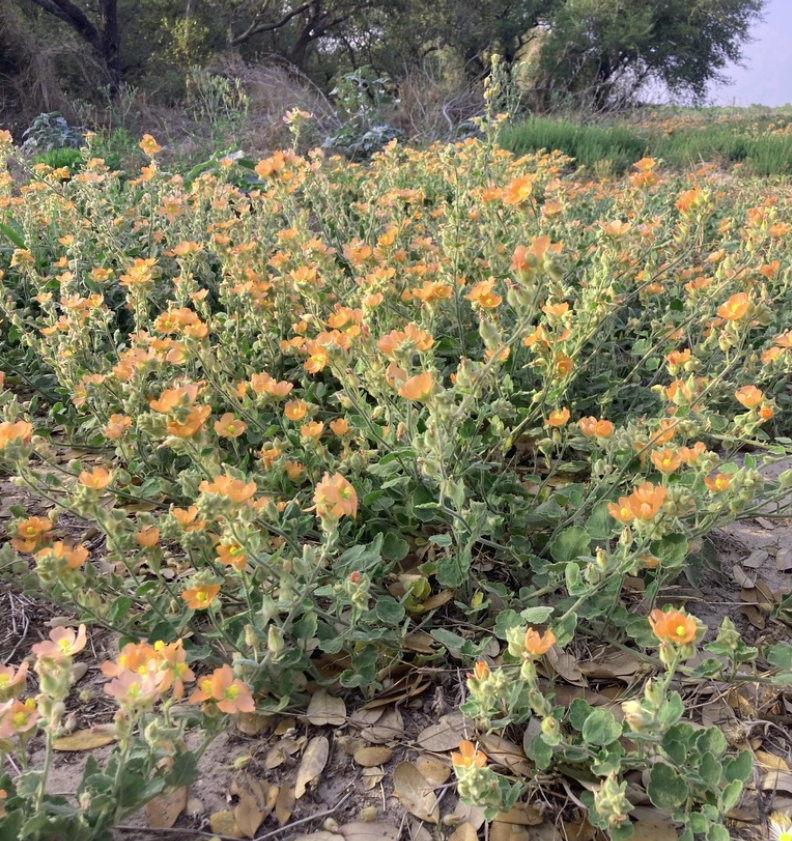 Sphaeralcea lindheimeri --Woolly Globemallow--