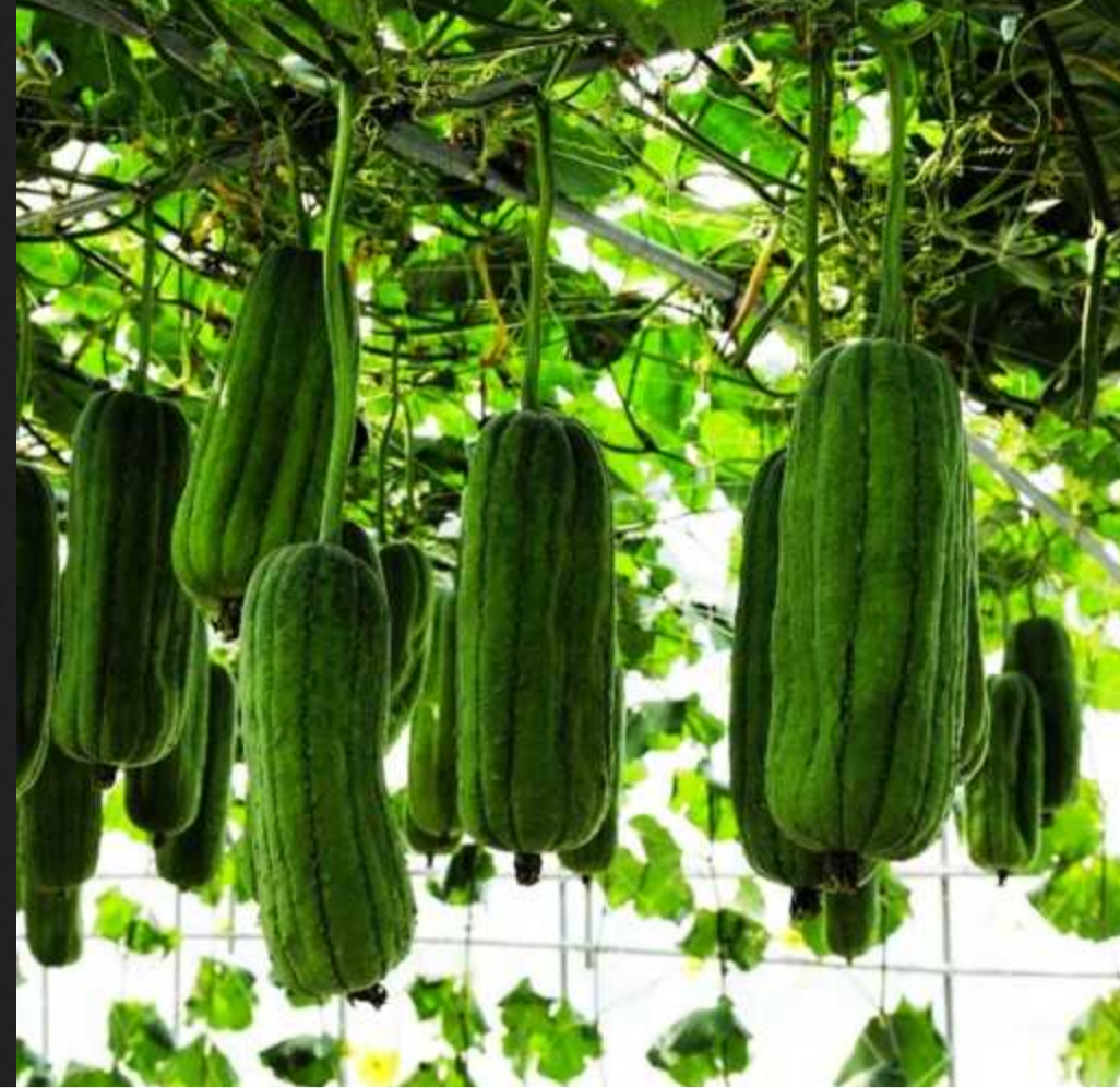 EDIBLE GOURD 'Chinese Okra' --Luffa acutangula--