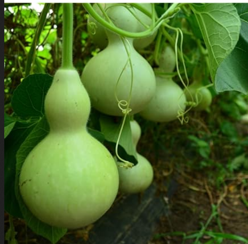 EDIBLE GOURD 'Martinhouse Bottle' --Lagenaria siceraria--