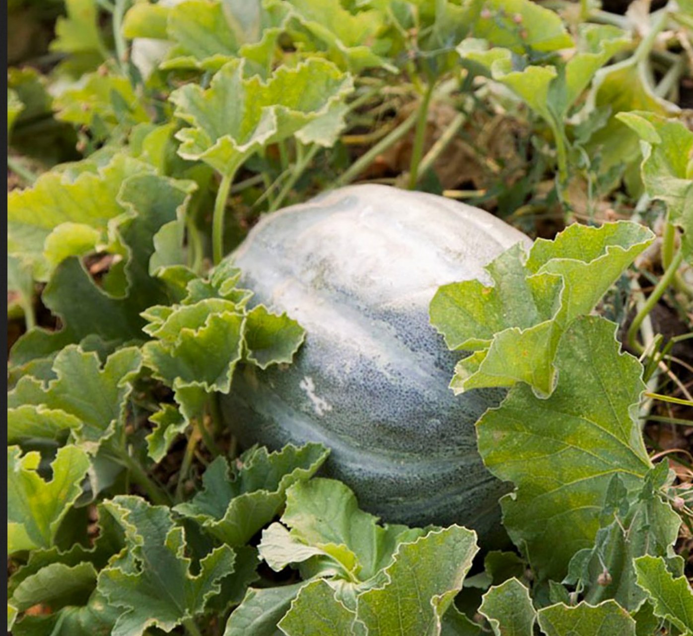 MELON 'Bidwell Casaba'
