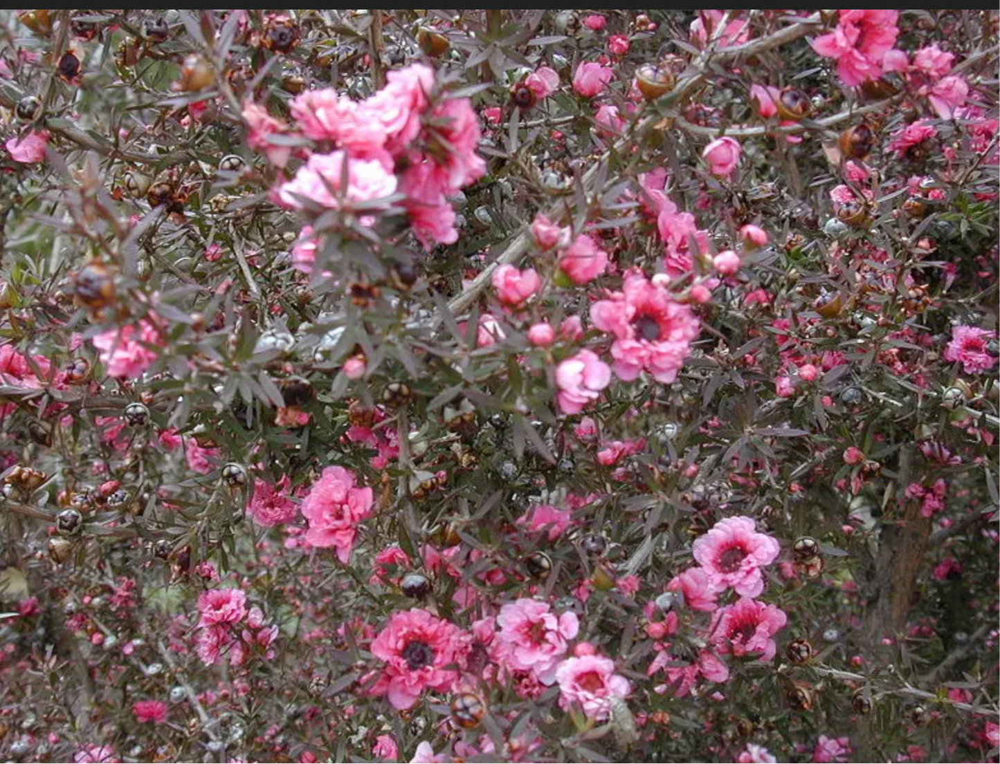 TEA TREE 'Manuka' --Leptospermum scoparium--