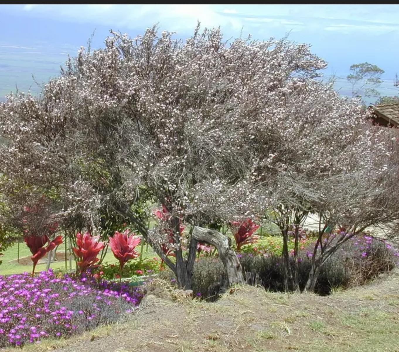 TEA TREE 'Manuka' --Leptospermum scoparium--