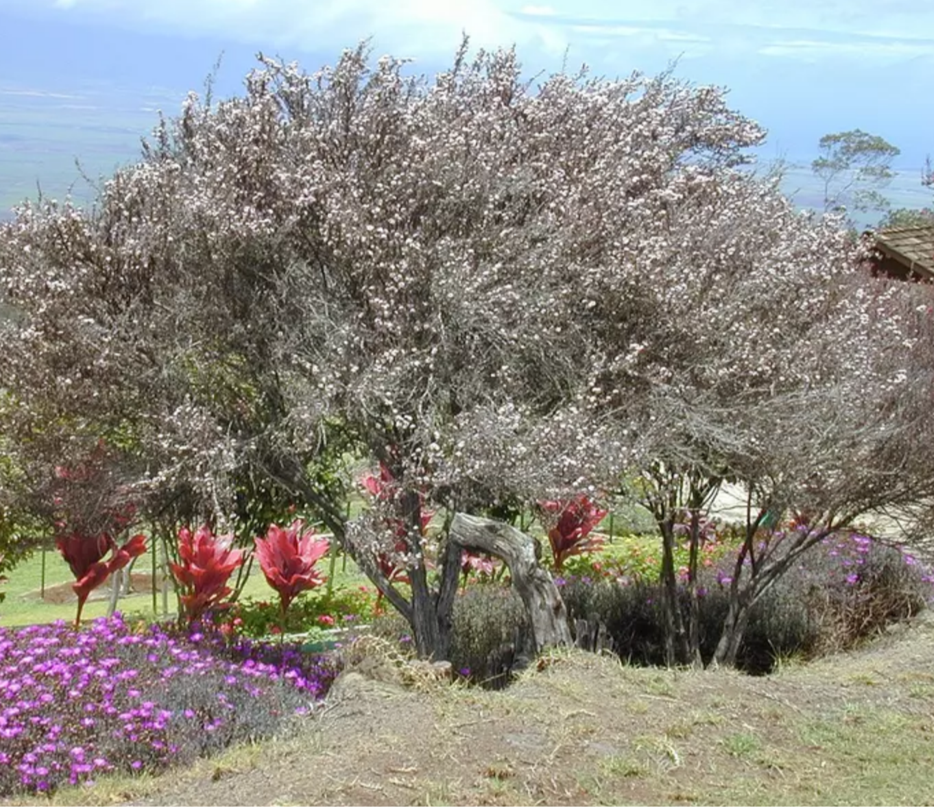 TEA TREE 'Manuka' --Leptospermum scoparium--