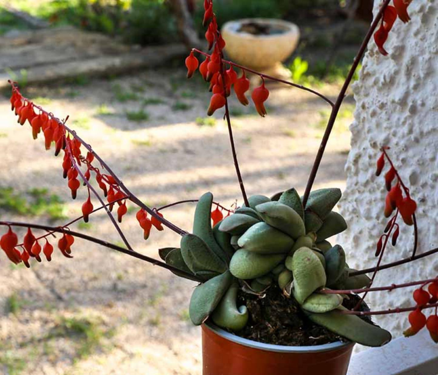 Gasteria armstrongii