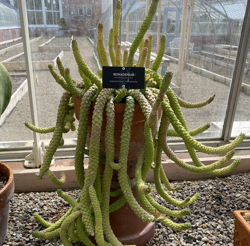 Monadenium stapelioides
