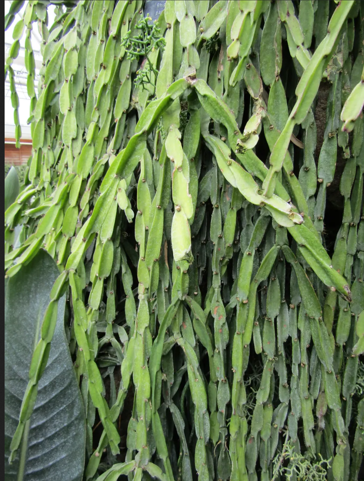 Rhipsalis paradoxa --Chain Cactus--