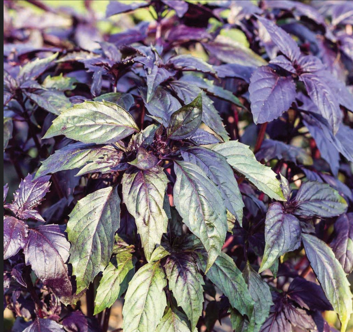 BASIL 'Deep Purple' --Ocimum basilicum--